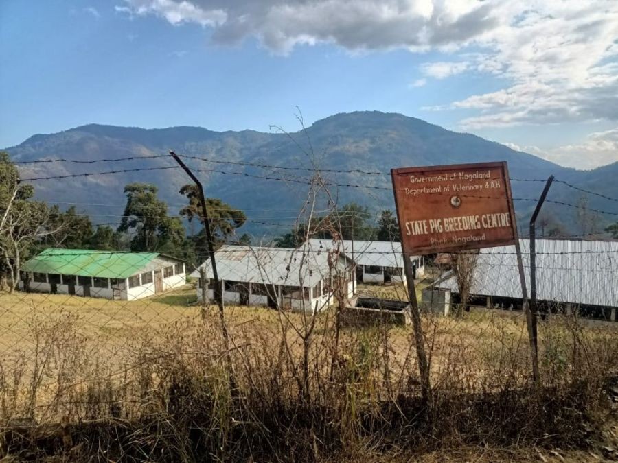 State Pig Breeding Centre at Phek under the Department of veterinary & AH, Government of Nagaland.
